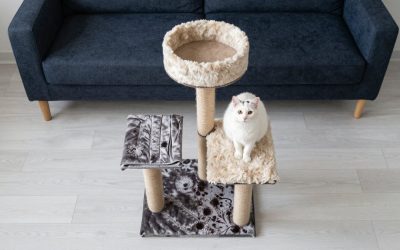 Best Cat Trees for Small and Large Spaces