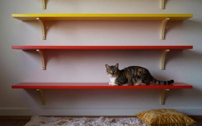 Best Cat Wall Shelves for Vertical Space