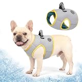6 Best Dog Cooling Vests for Summer (October 2026) Reviews & Picks