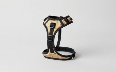 Best Small Dog Harnesses for Walking (2026): 7 Top Picks